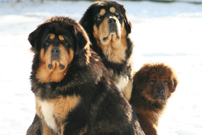 Three Tibetan Mastiff Dog Picture