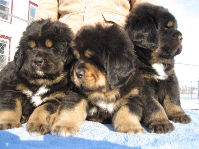 Three Tibetan Mastiff Puppies