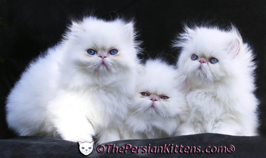 Three White Himalayan Kittens