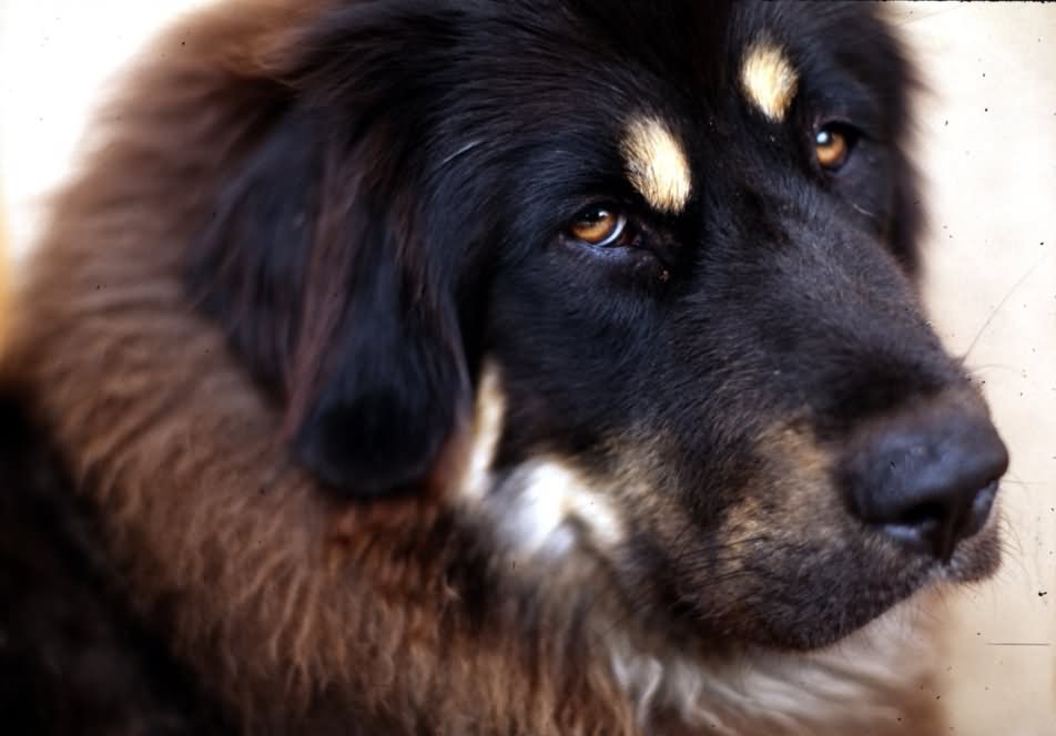 Tibetan Mastiff Dog Face