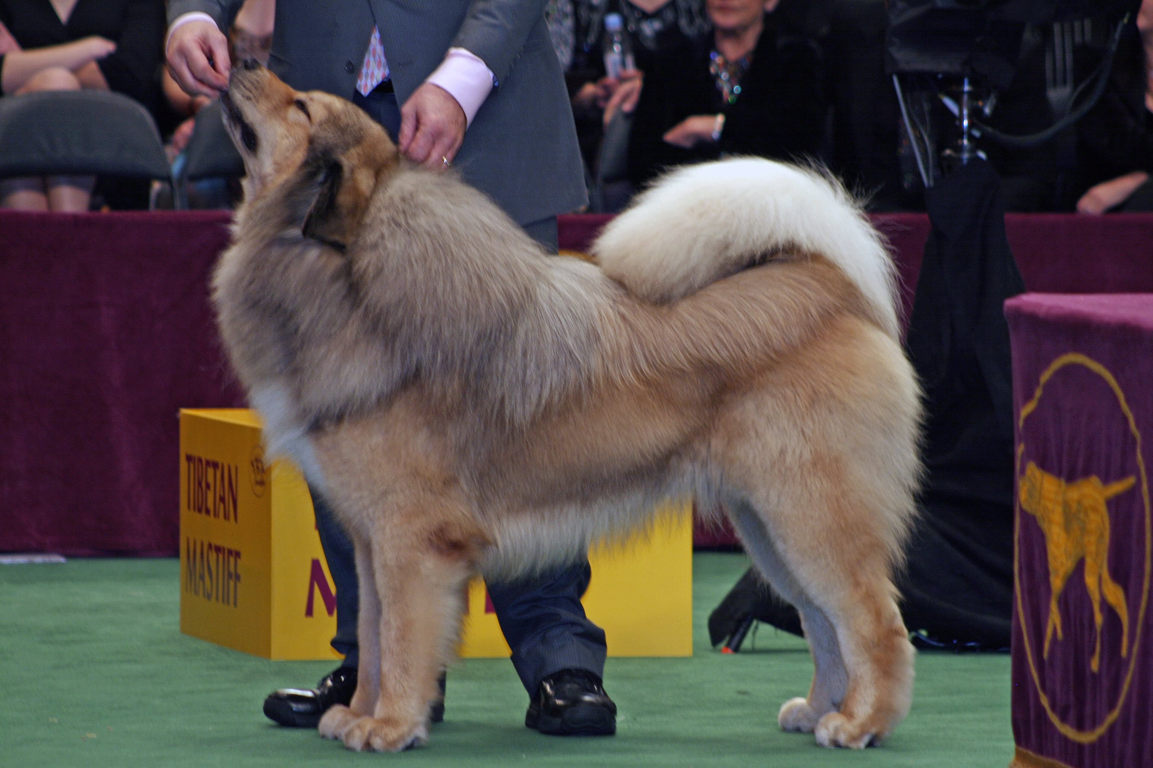 Tibetan Mastiff Dog In Pet Show