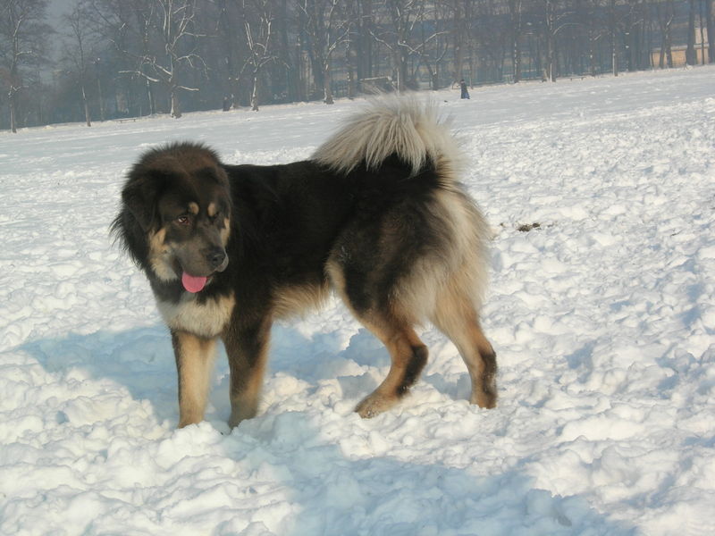 Tibetan Mastiff Dog In Snow Picture