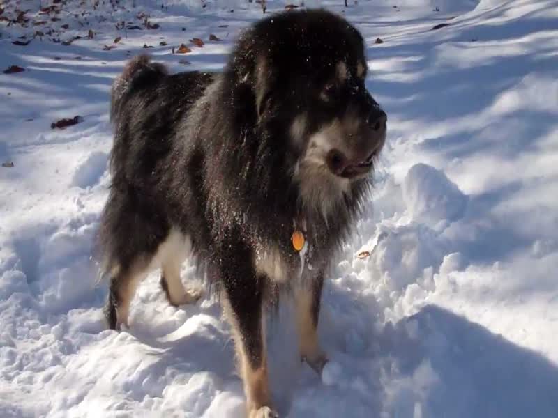 Tibetan Mastiff Dog In Snow