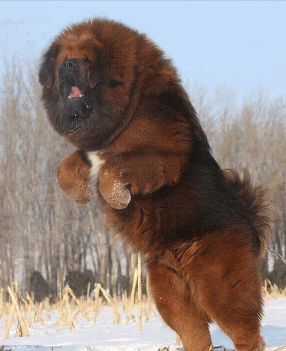 Tibetan Mastiff Dog Jumping