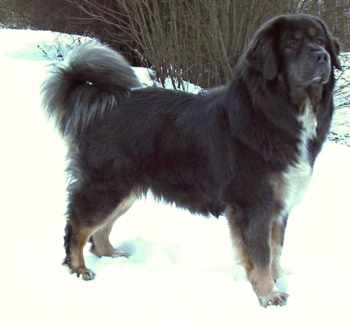 Tibetan Mastiff Dog On Snow