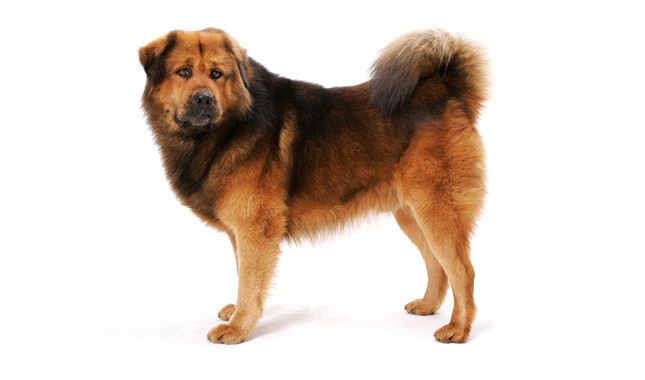 Tibetan Mastiff Dog Photo