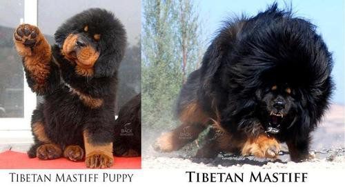 Tibetan Mastiff Dog Picture