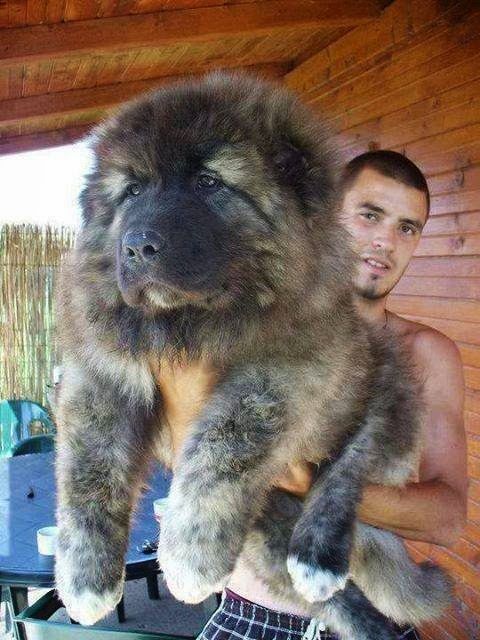 Tibetan Mastiff Puppy In Arms Picture
