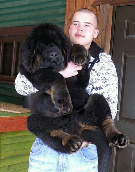 Tibetan Mastiff Puppy In Arms