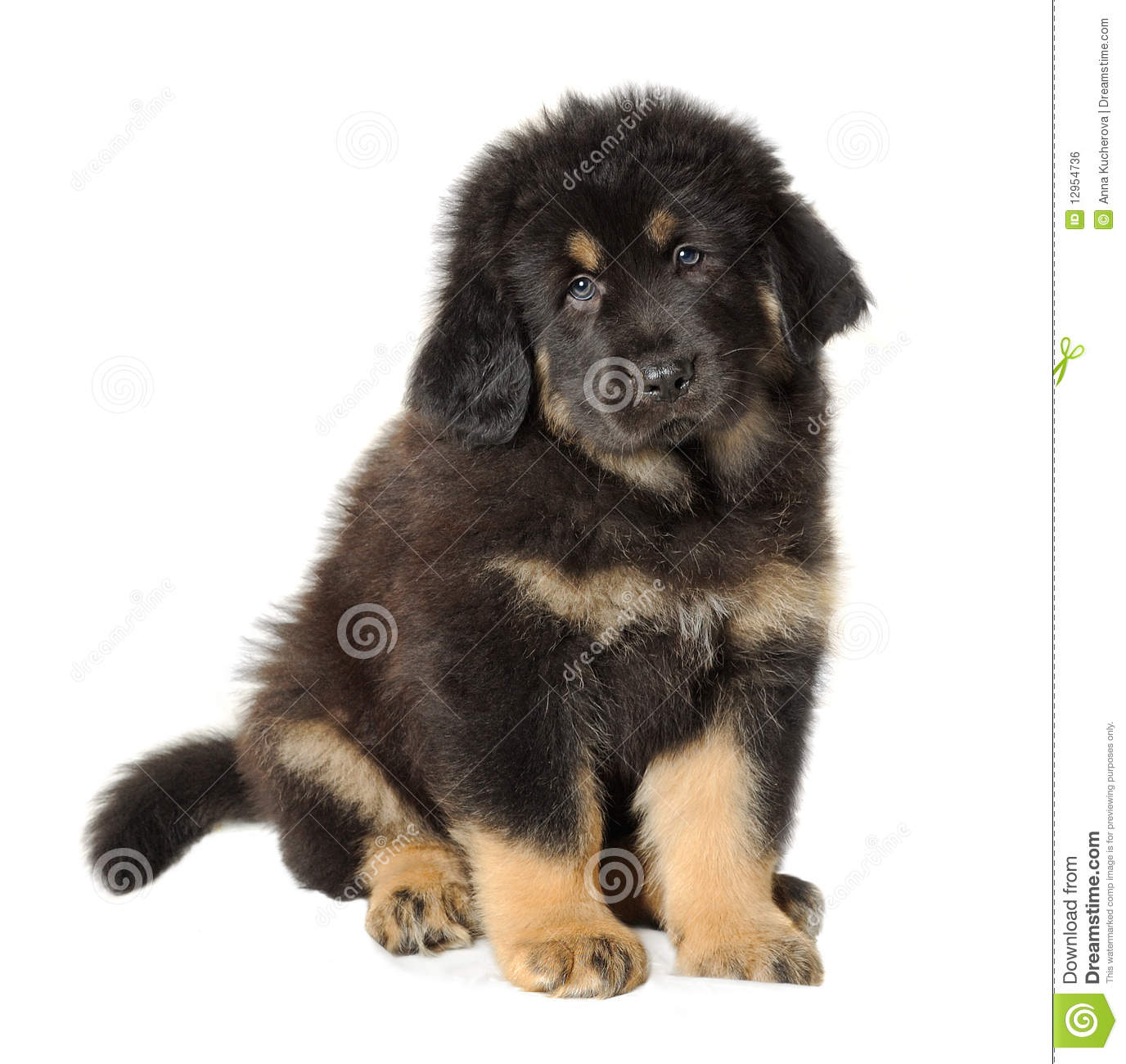 Tibetan Mastiff Puppy Sitting