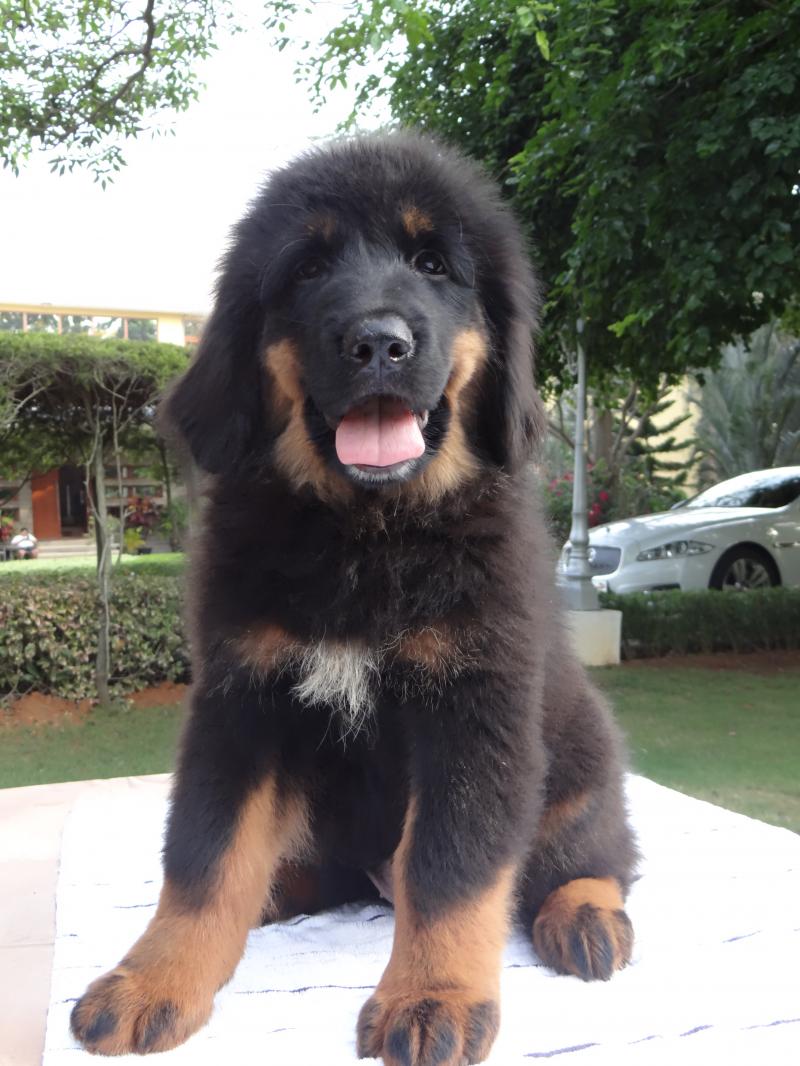 40 Very Cute Tibetan Mastiff Puppy Pictures And Images