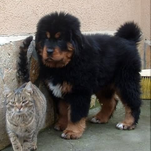 Tibetan Mastiff Puppy With Cat