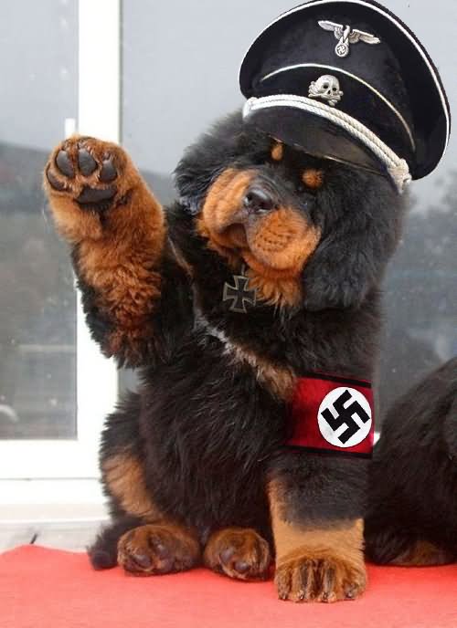 Tibetan Mastiff Puppy With Policeman Cap