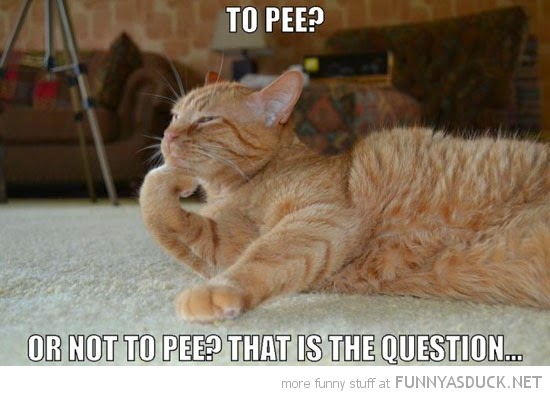 To Pee Or Not To Pee That Is The Question Funny Cat Image
