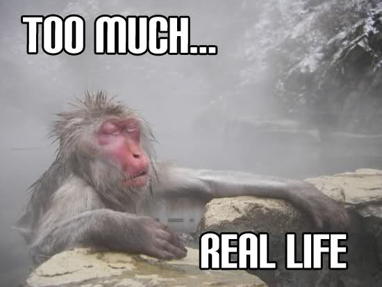 Too Much Real Life Funny Wet Monkey Picture
