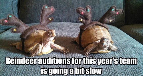 Turtles With Funny Reindeer Costume Funny Image