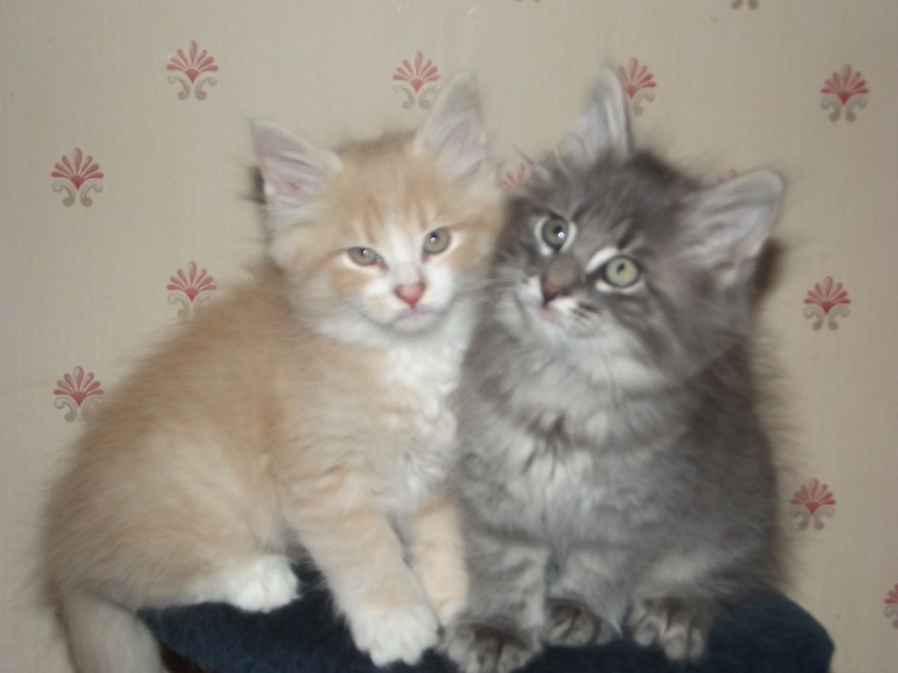 Two Adorable Norwegian Forest Kittens