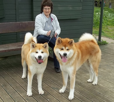Two Akita Dogs