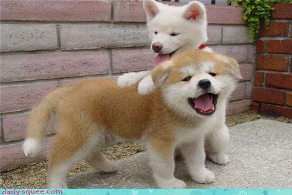 Two Akita Puppies Playing With Each Other