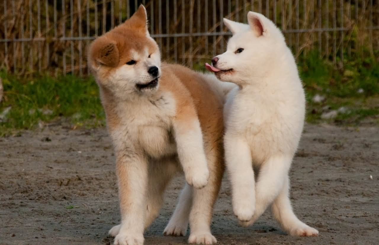 Two Akita Puppies Playing