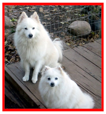 Two American Eskimo Dogs
