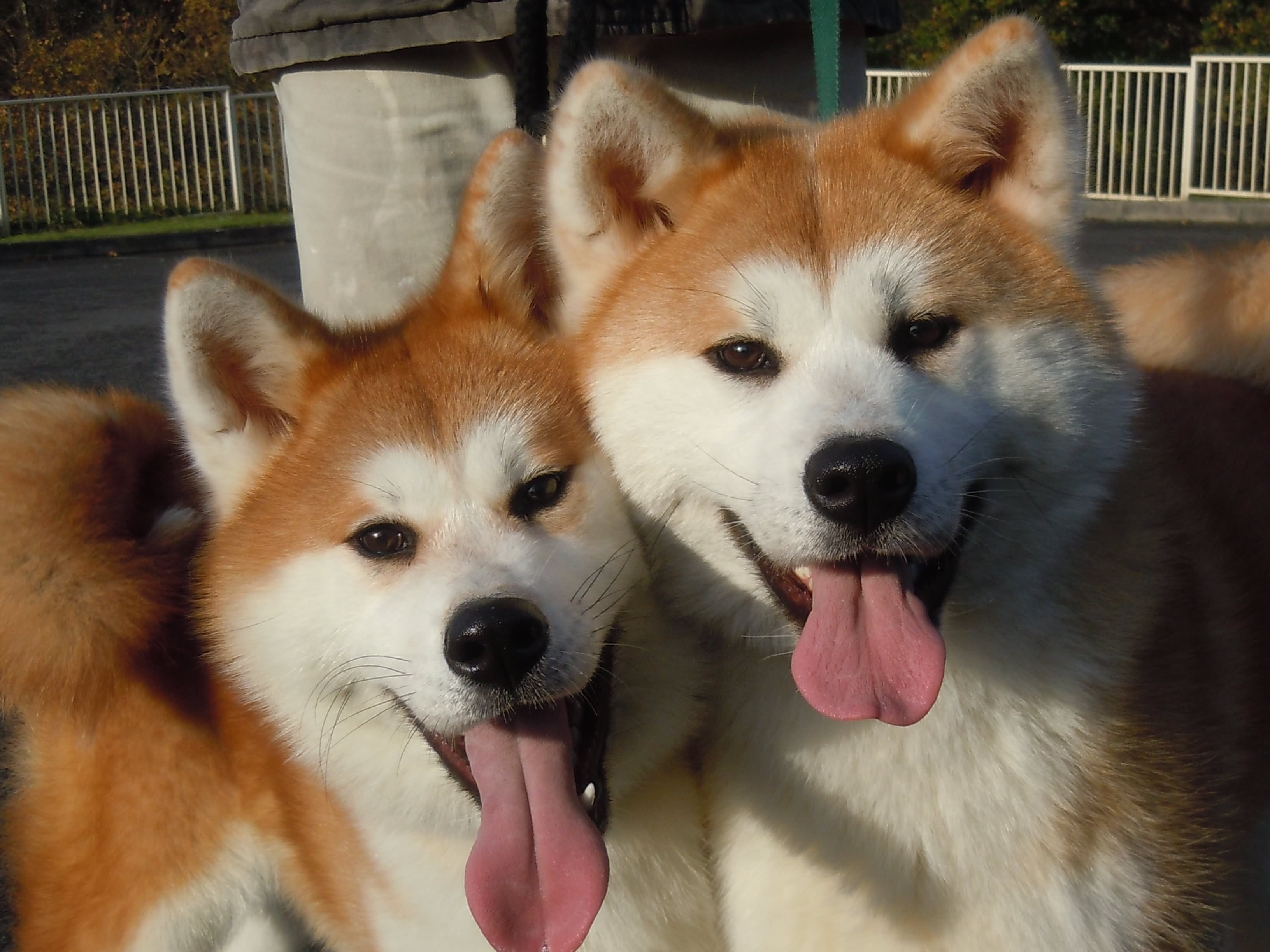 Two Beautiful Akita Dogs Looking At Camera