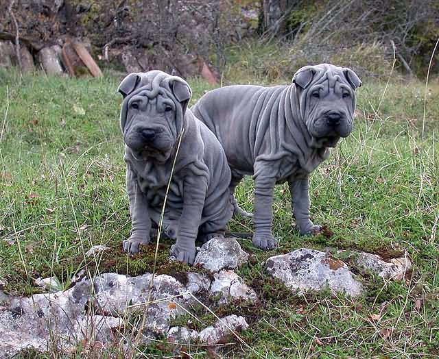 Two Beautiful Blue Shar Pei Dogs