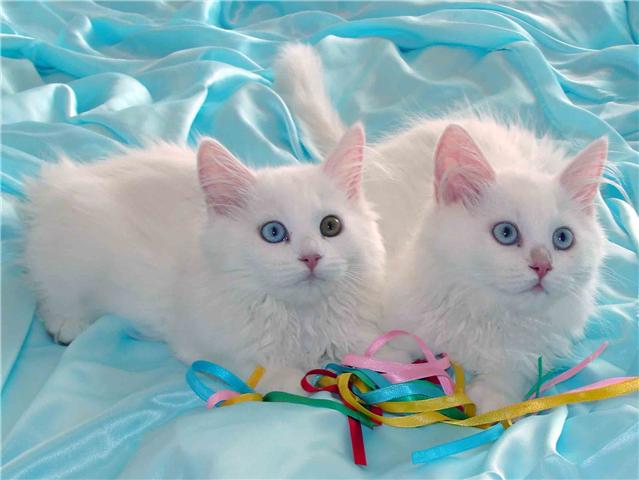 Two Beautiful White Siberian Cats Sitting On Bed