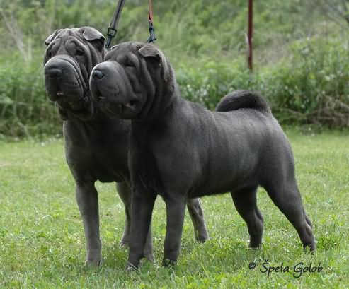 Two Black Shar Pei Dogs In Garden