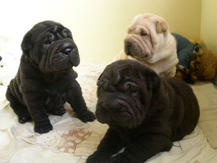 Two Black Shar Pei Puppies On Bed