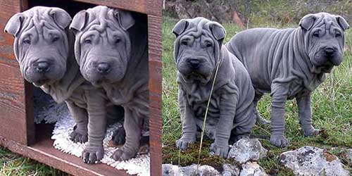 Two Blue Shar Pei Dogs