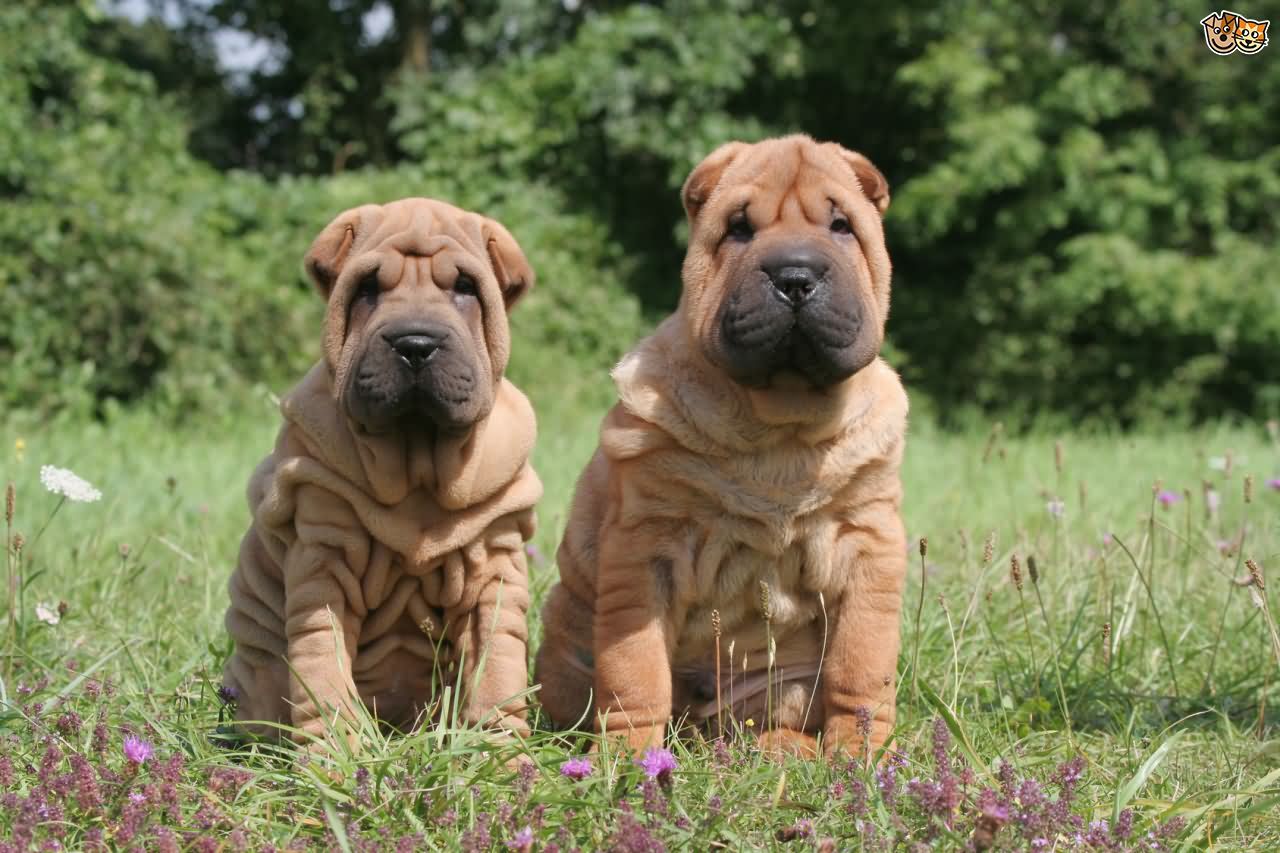 Two Brown Shar Pei Puppies Sitting On Grass