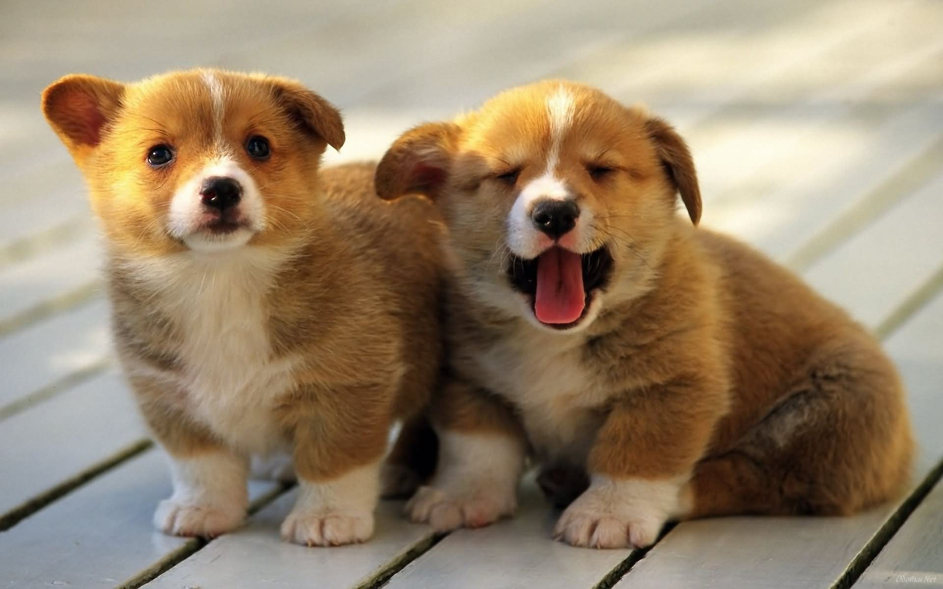 Two Cute Akita Puppies