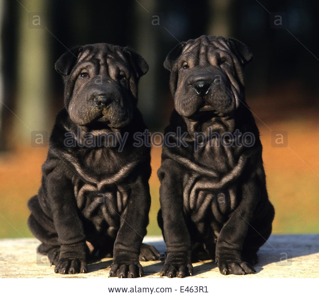 Two Cute Black Shar Pei Puppies