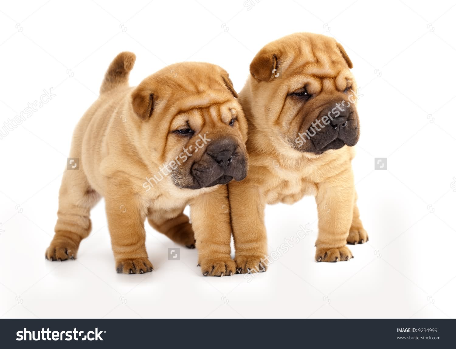 Two Cute Fawn Shar Pei Puppies