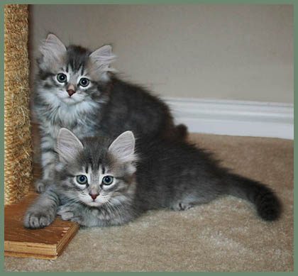 Two Cute Grey Siberian Kittens