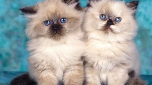 Two Cute Himalayan Kittens With Blue Eyes