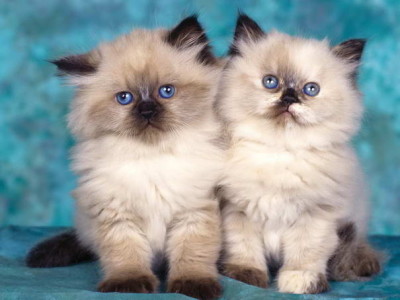 Two Cute Himalayan Kittens