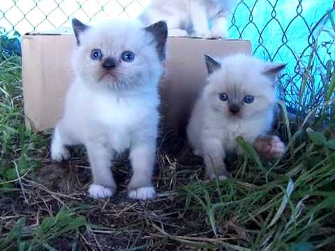Two Cute Manx Kittens