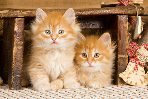 Two Cute Orange Siberian Kittens Sitting Under Wooden Stool