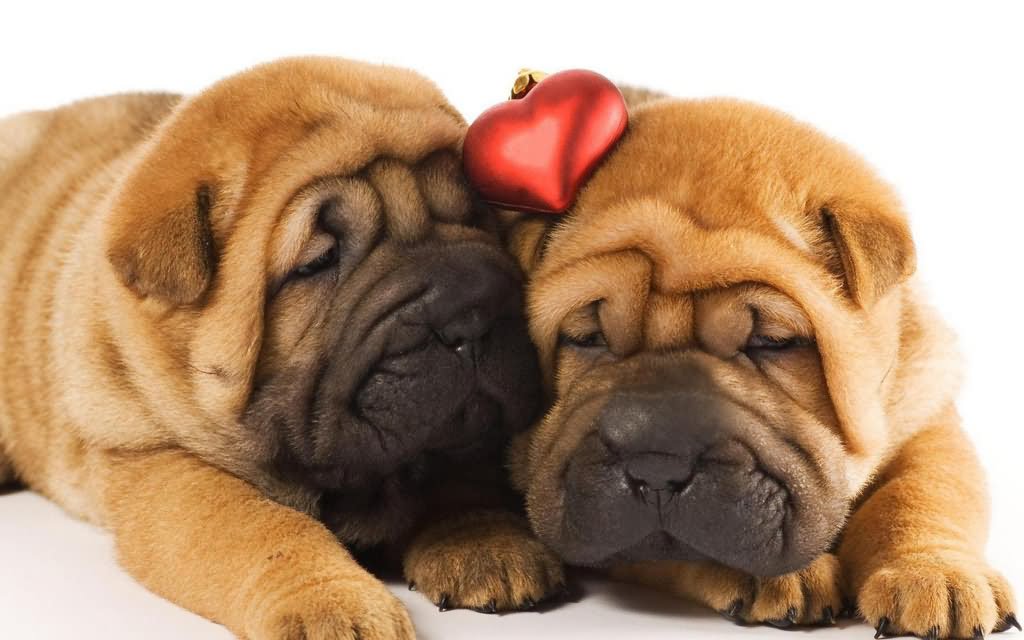 Two Cute Shar Pei Puppies Laying