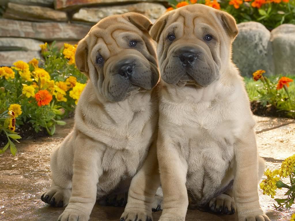 Two Cute Shar Pei Puppies Sitting