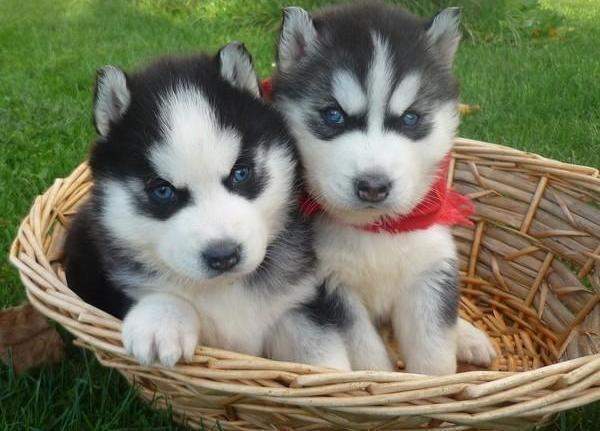 Two Cute Siberian Husky Puppies In Basket