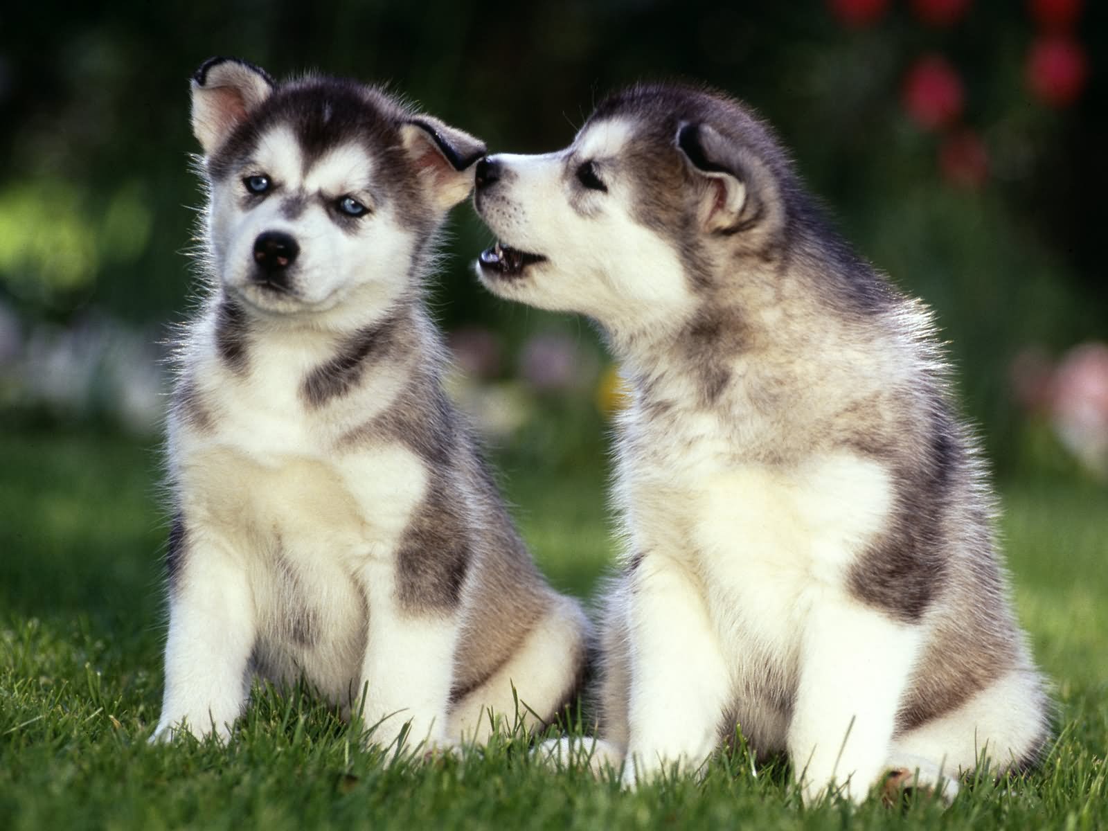 Two Cute Siberian Husky Puppies Wallpaper
