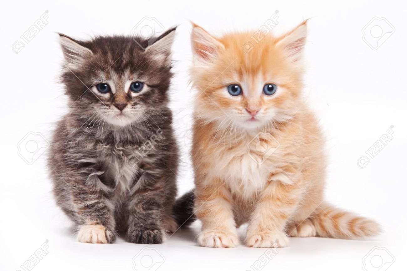 Two Cute Siberian Kittens Picture