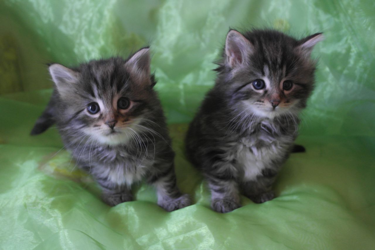 Two Cute Tabby Norwegian Forest Kittens Sitting On Bed