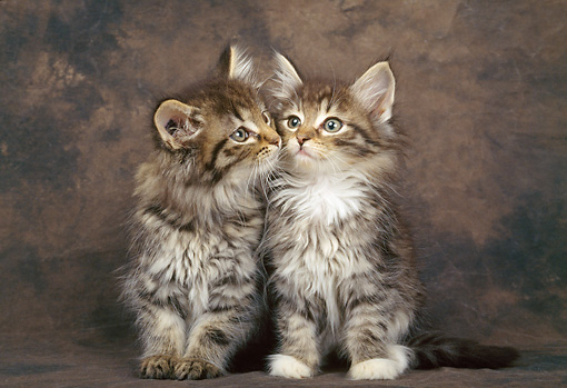 Two Cute Tabby Norwegian Forest Kittens Sitting
