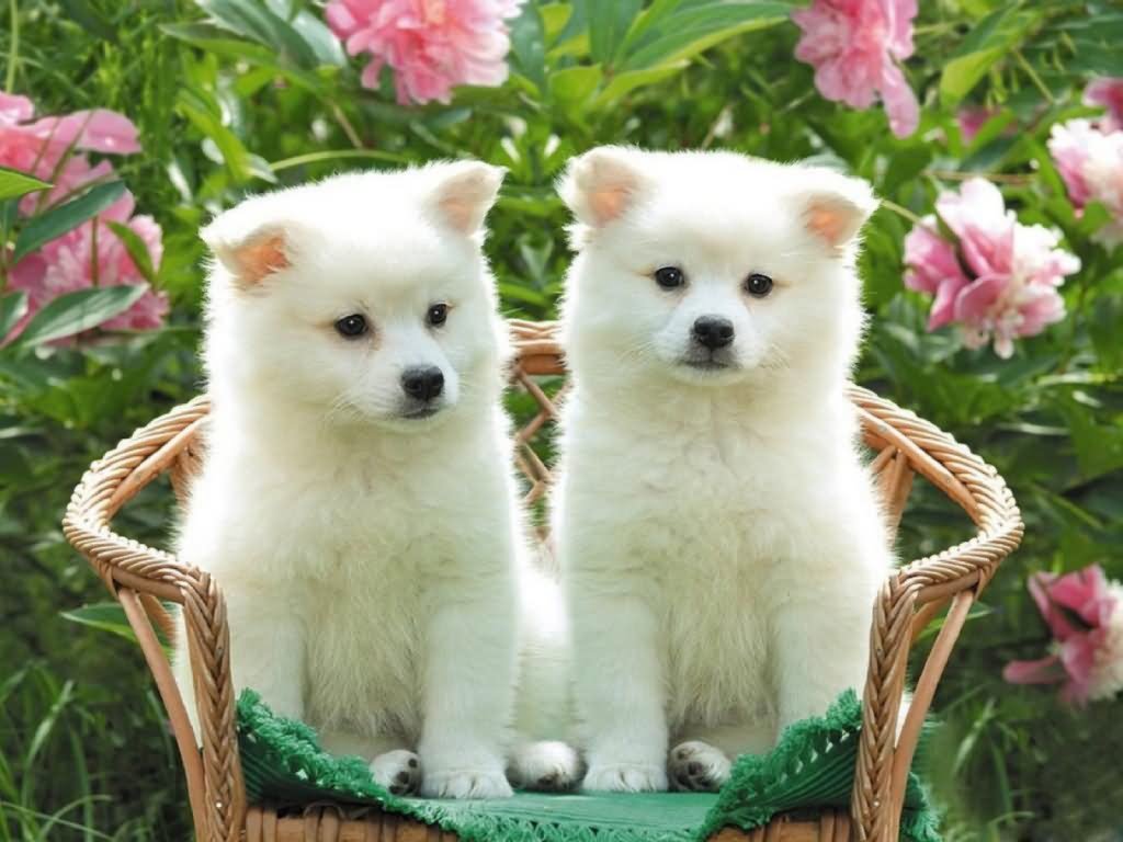 Two Cute White Akita Puppies Sitting On Chair