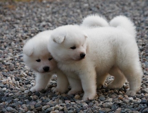 Two Cute White Akita Puppies