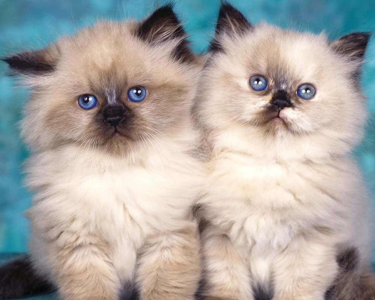 Two Cute White Himalayan Kittens